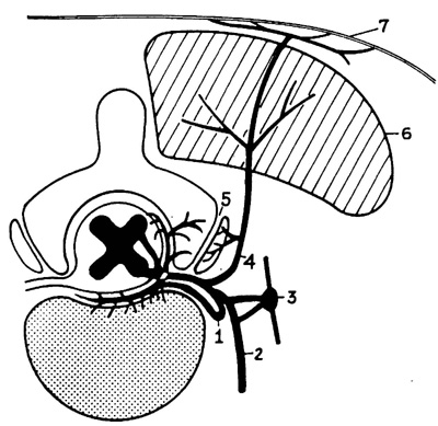 Diskal Connections of the Spinal Nerve